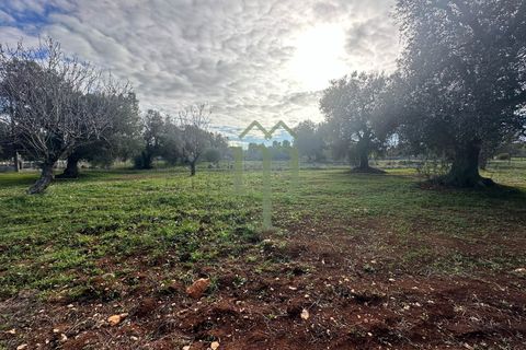 Terra a Carovigno, Brindisi, Carovigno - € 30.000 | Ref: Terreno Prete - foto 3